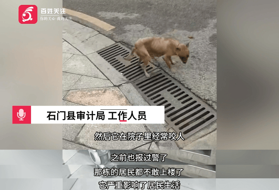 保安称“经常咬人”打死流浪犬，居民上门讨说法：这个门卫穷凶极恶